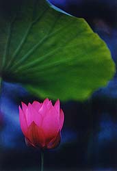 fw1-1.jpg (8019 bytes)