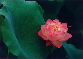 fw3-1.jpg (12781 bytes)