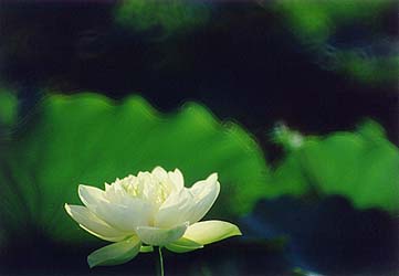 fw4-1.jpg (11714 bytes)