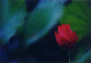 fw6-1.jpg (8978 bytes)